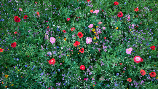 Bloom - Austria