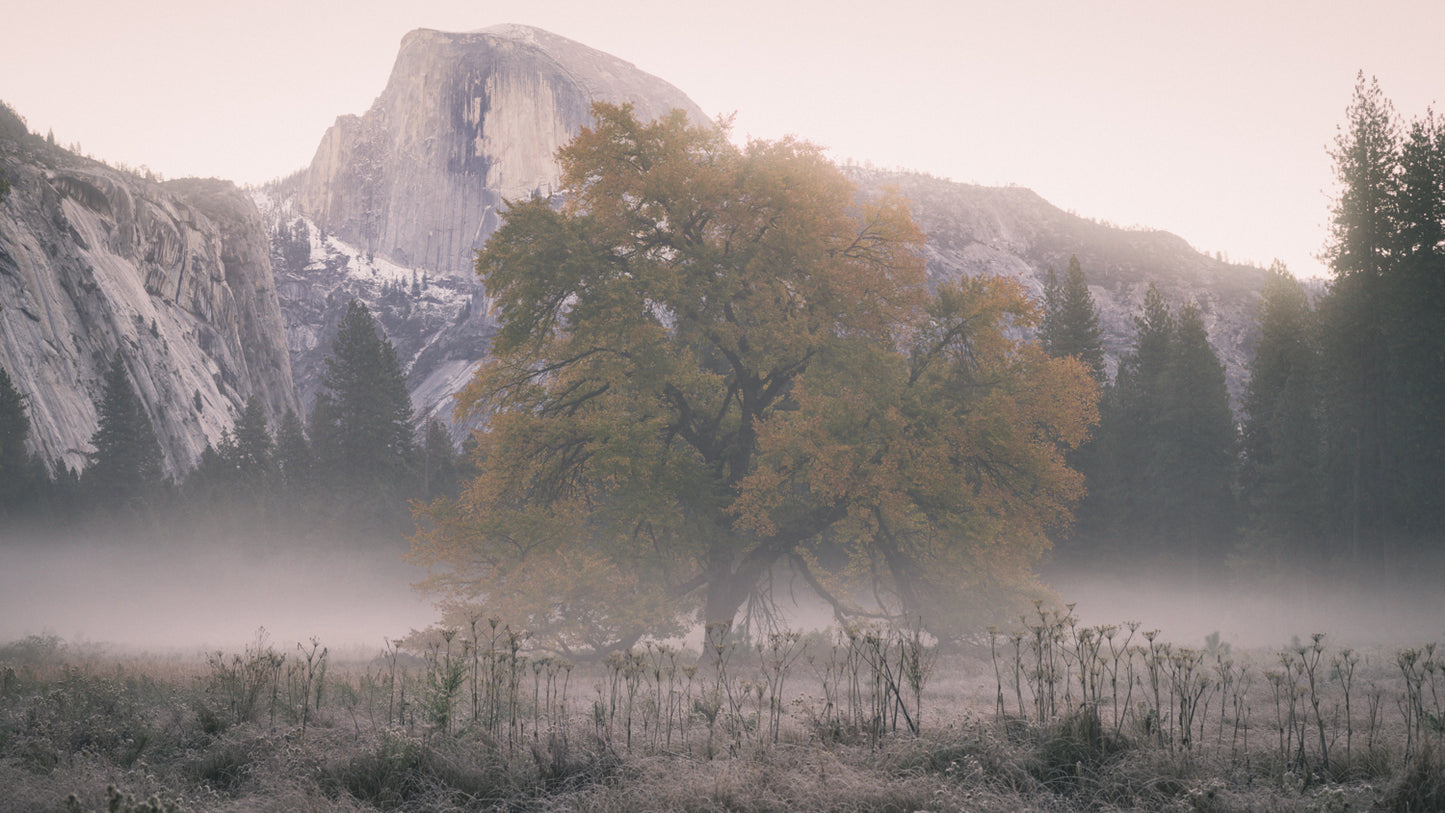 Bodhi Mist - Yosemite