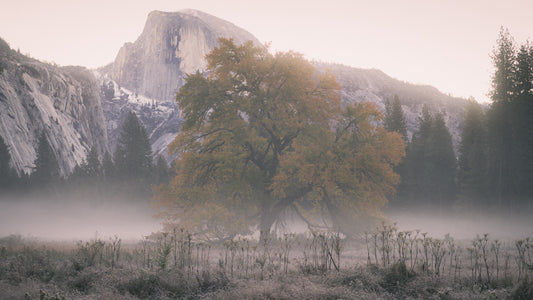 Bodhi Mist - Yosemite