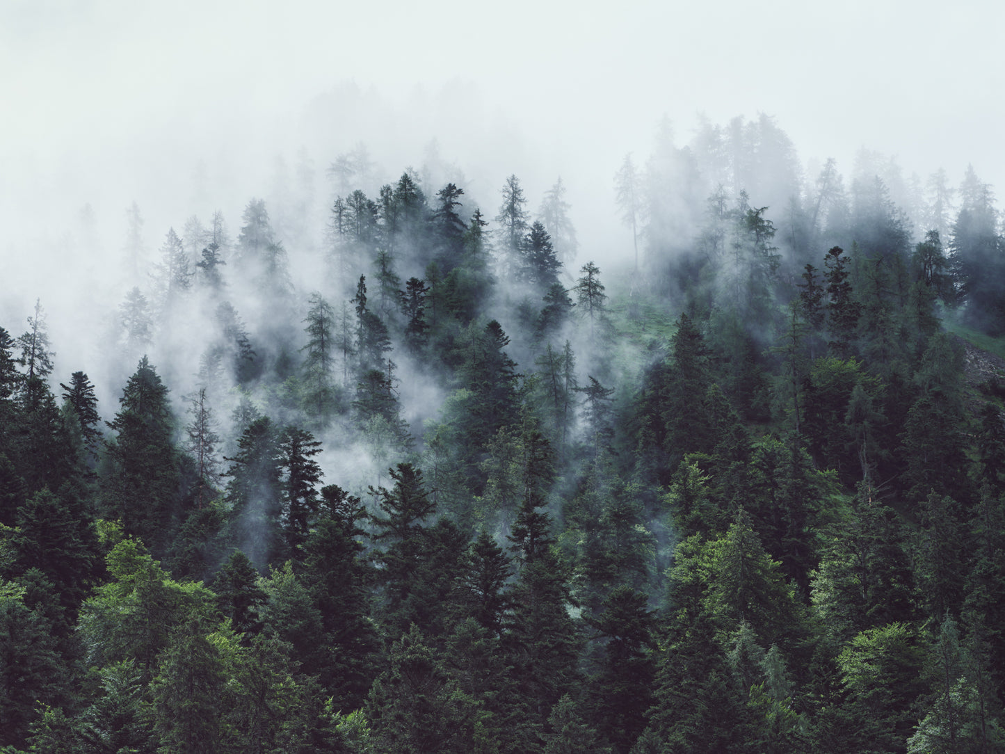 Cloud Forest - Austria