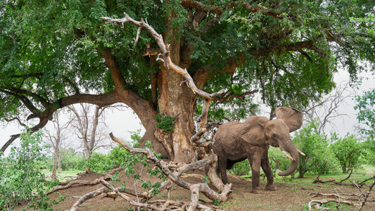 Dust and Shade  - Botswana