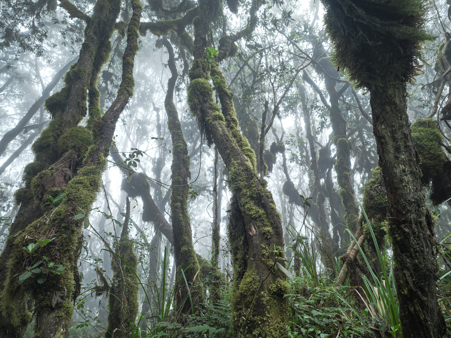 Fairytale Forest - Mt. Kilimanjaro