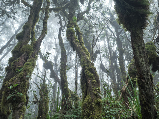 Fairytale Forest - Mt. Kilimanjaro