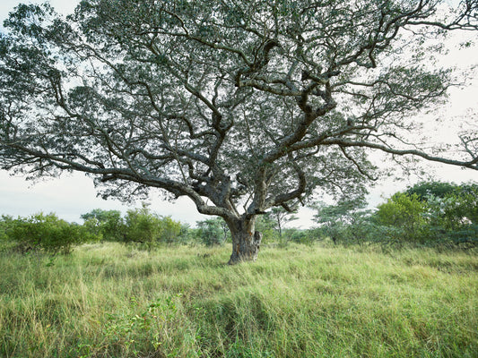 Faraway - South Africa