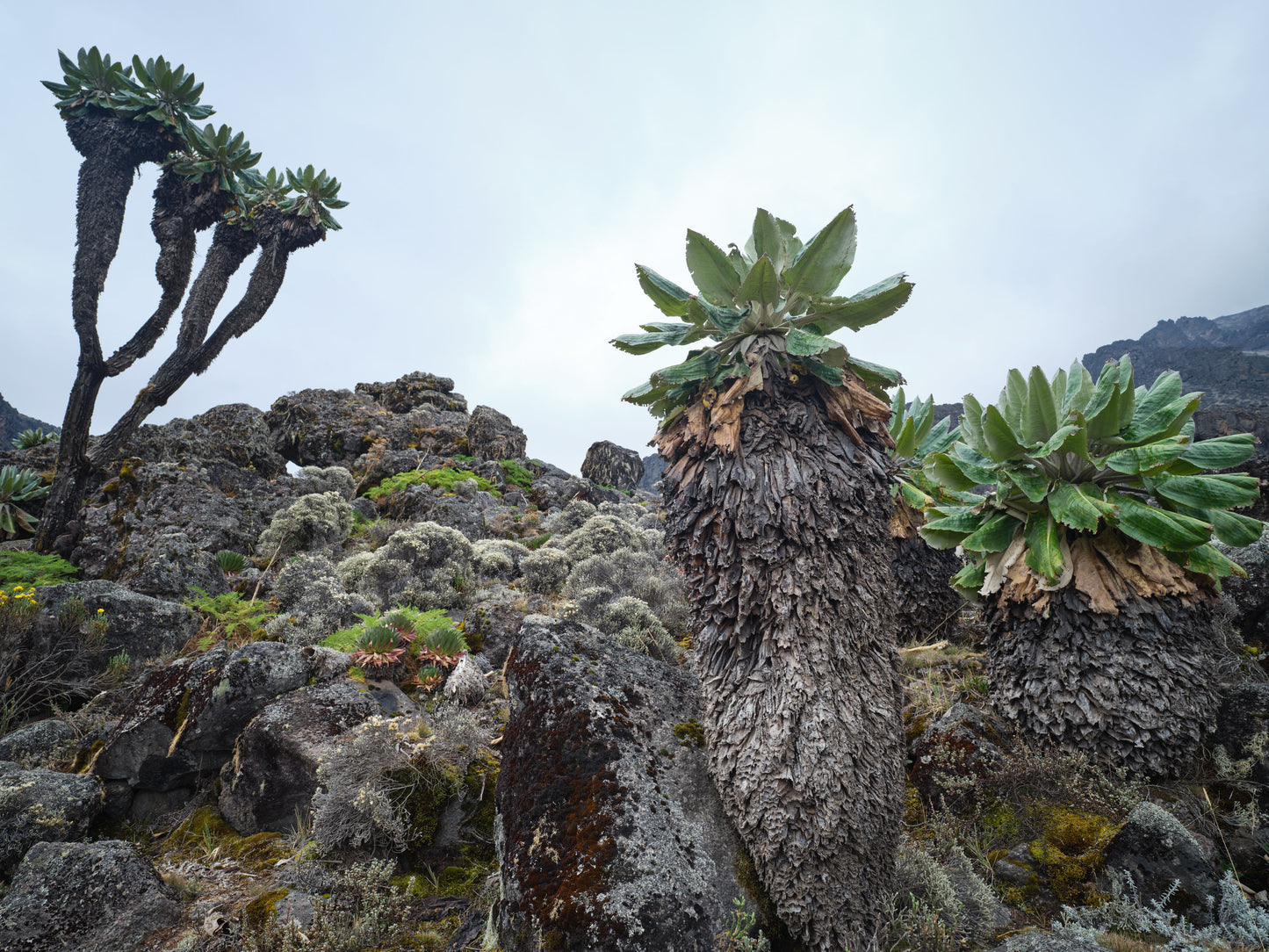 Kili Palms - Mt. Kilimanjaro