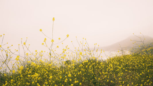 Malibu Bloom - Los Angeles