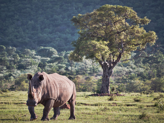 Old Soul - Welgevonden Game Reserve, South Africa