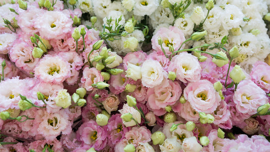 Provencal Florals - Saint Tropez