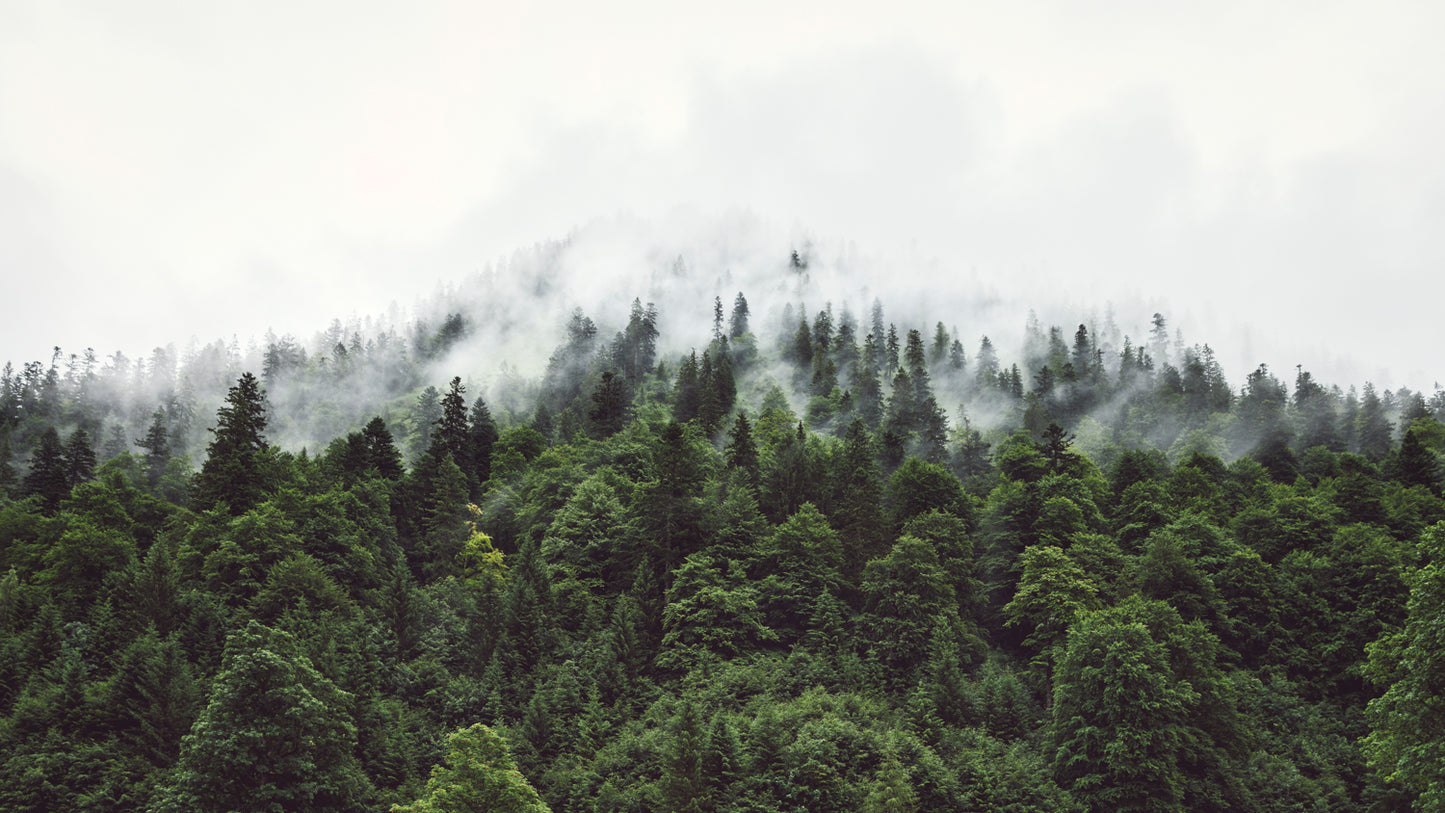 Rising Mist - Austria