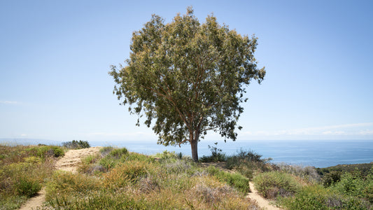 The Coastal Tree - Pacific Palisades