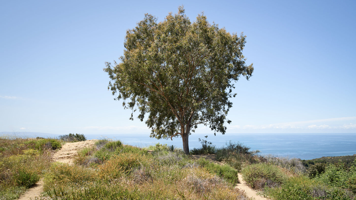 The Coastal Tree - Pacific Palisades