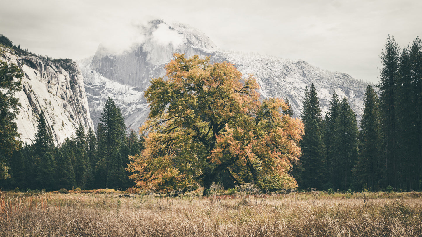 The Grateful Tree - Yosemite