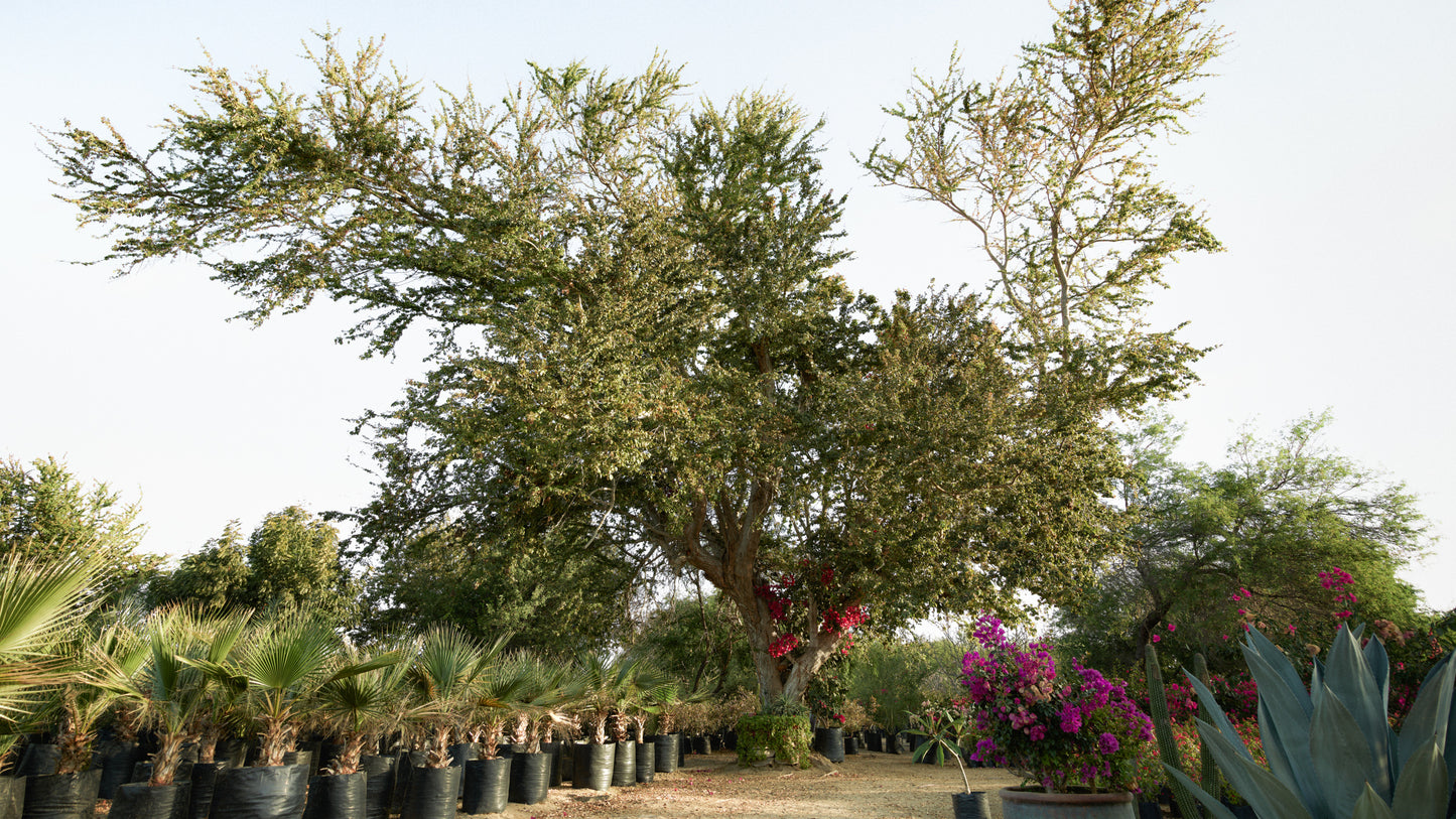 The Nursery - East Cape, Baja California