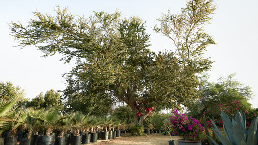 The Nursery - East Cape, Baja California