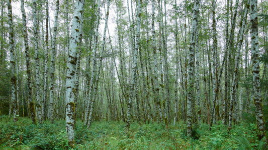 Birch Forest - Washington State