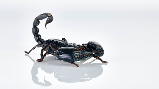 Black Scorpion - Los Angeles