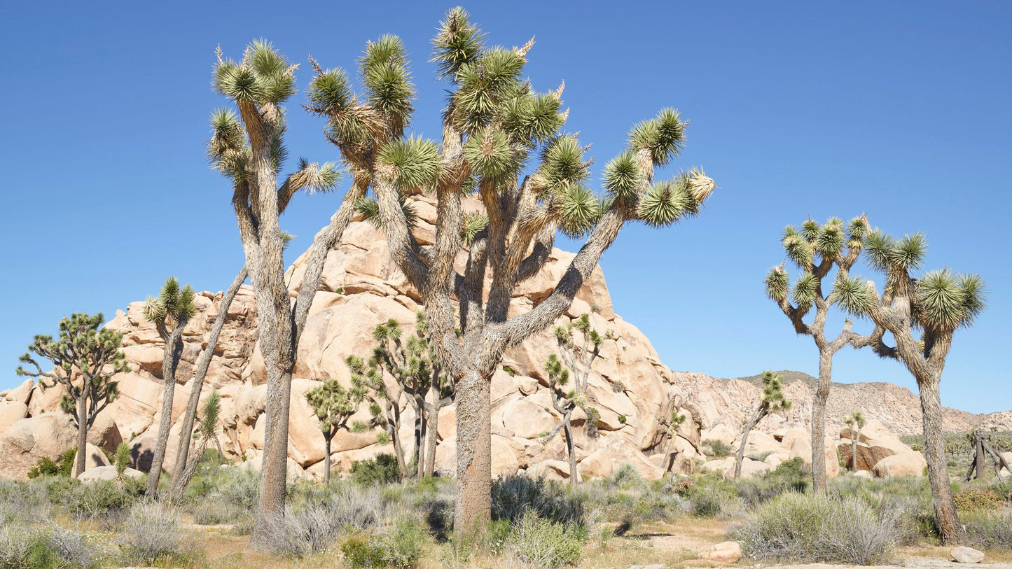 Desert Flora III - Joshua Tree