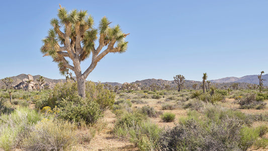 Desert Flora IV - Joshua Tree
