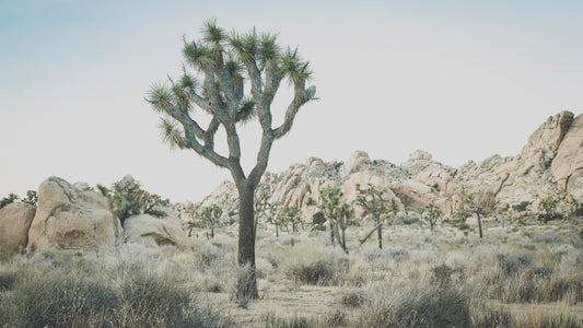 Desert Flora IX - Joshua Tree