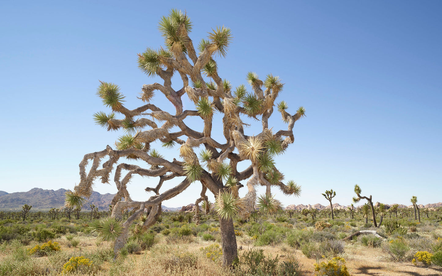 Desert Flora VI - Joshua Tree