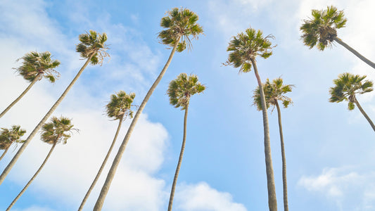 Eleven Palms - Santa Monica