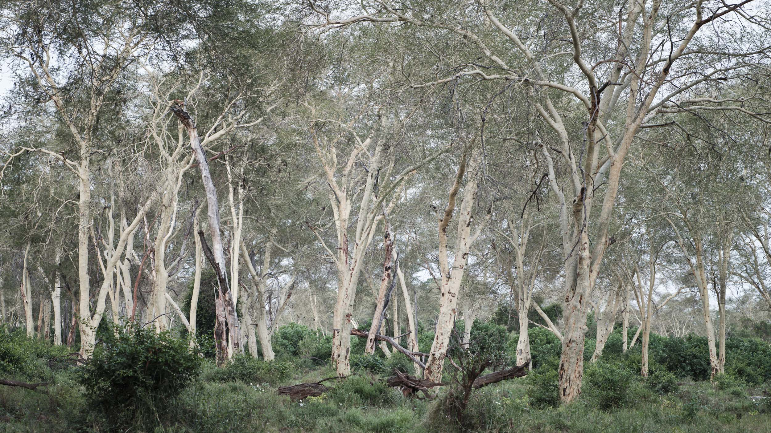 Real Fever Tree Fever Tree Forest - Kruger National Park, South Africa – JIN-WOO ...