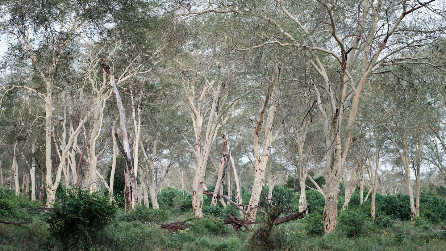 Fever Tree Forest - Kruger National Park, South Africa