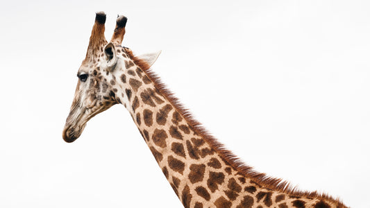 Giraffa - Welgevonden Game Reserve, South Africa