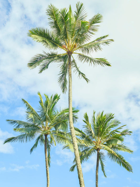 Hanalei Palms - Kauai