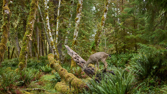 Hoh Rainforest Deer - Washington State