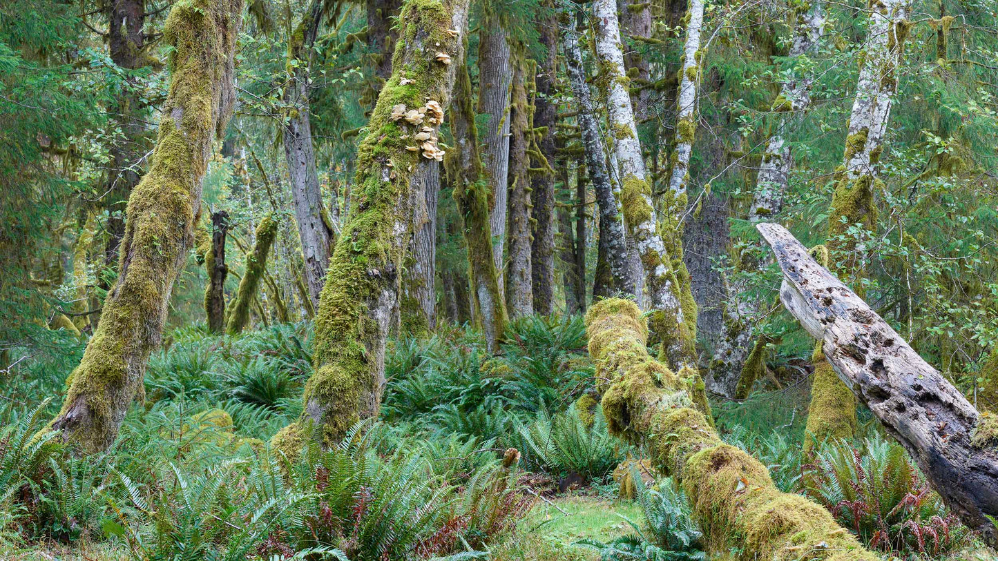 Hoh Rainforest II - Washington State