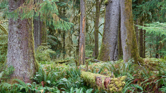 Hoh Rainforest I - Washington State
