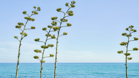 Plants by the Sea - Malibu