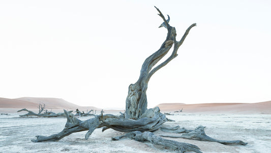 Solace - Sossusvlei Namib Desert, Namibia