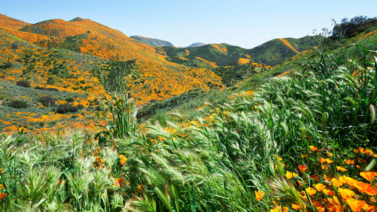 Superbloom II - Los Angeles