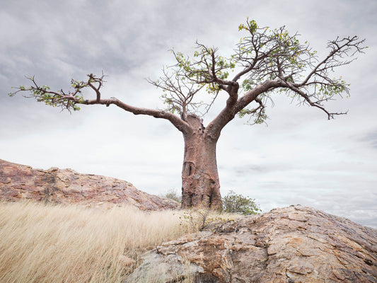 The Forever Tree - Botswana