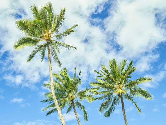 Three Palms - Kauai