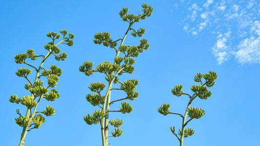 Topanga Plants - Malibu