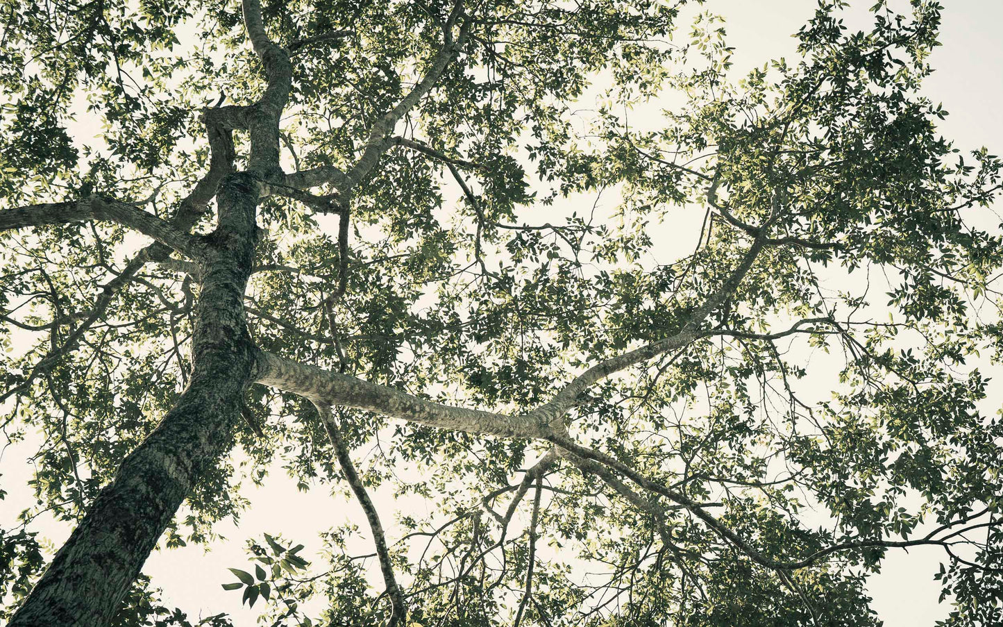 Tree of Life - Tulum