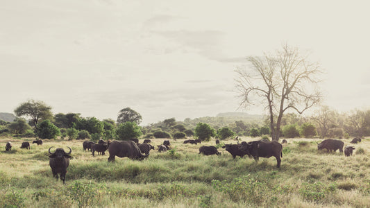Wild and Free - Kruger National Park, South Africa